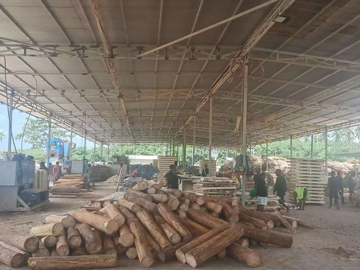 產地鋸木廠棚下的原木堆與開料作業現場